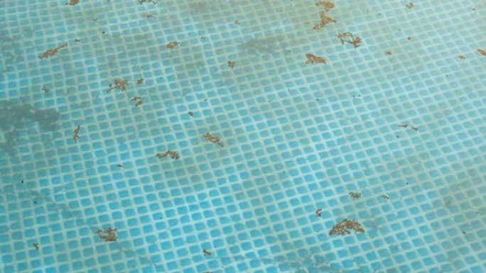 游泳池里的脏水。蓝色水面上的杂物，垃圾和昆虫
