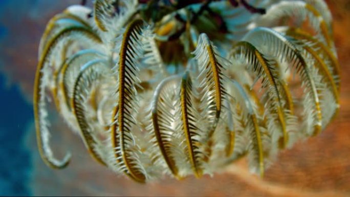 羽毛星，热带珊瑚礁上的五颜六色海百合
