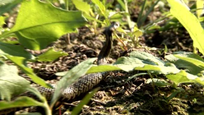 鞋下捕获的幼草蛇-草蛇，有时也称为环蛇或水蛇，是一种欧亚无毒蛇。