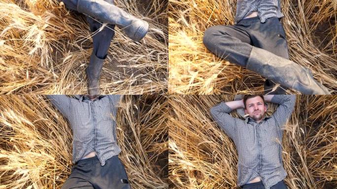 关闭年轻的农艺师躺在大麦茎上，在大麦草地上休息。男性农民躺在小麦茎上，在谷物田里放松。农业商业概念。