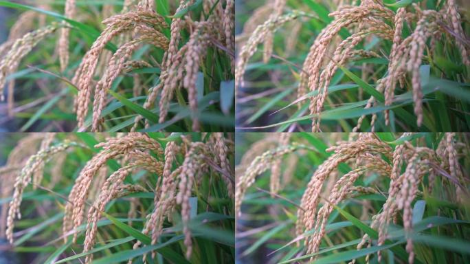 黄色水田在风中摇曳，台湾清晨黎明时分。生短粒水稻作物秸秆，有机农业农业概念。