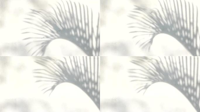 混凝土上阴影棕榈叶的抽象背景纹理
