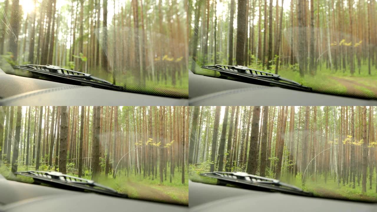 从挡风玻璃上看到有高树的森林