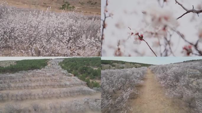 杏花开了漫山遍野杏花林杏树