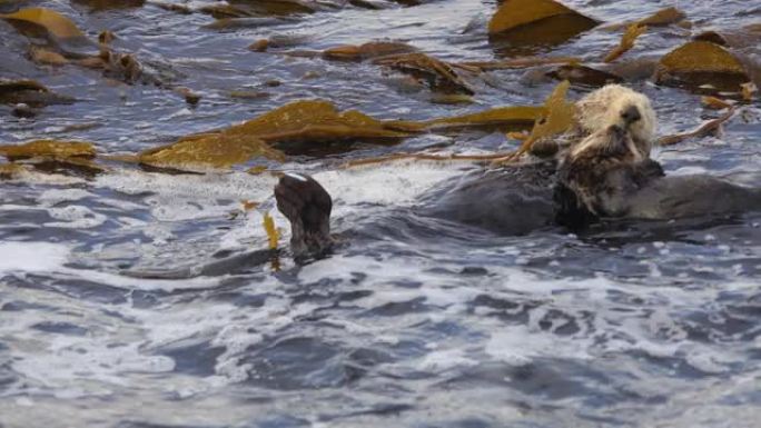 母水獭在粗糙的冲浪中抱着小狗