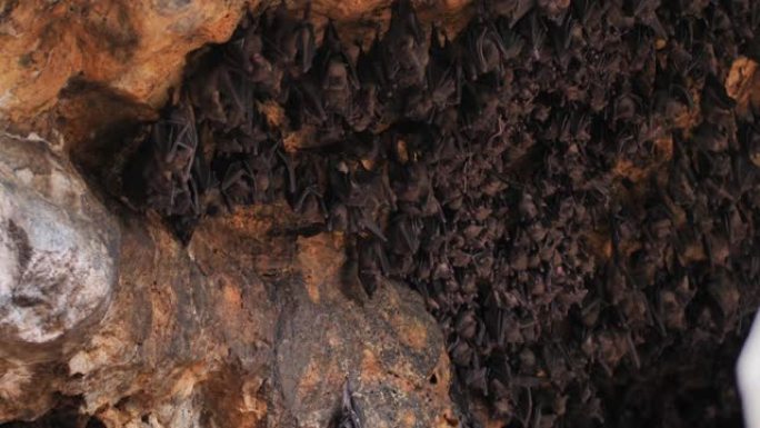 巴厘岛洞穴中的蝙蝠