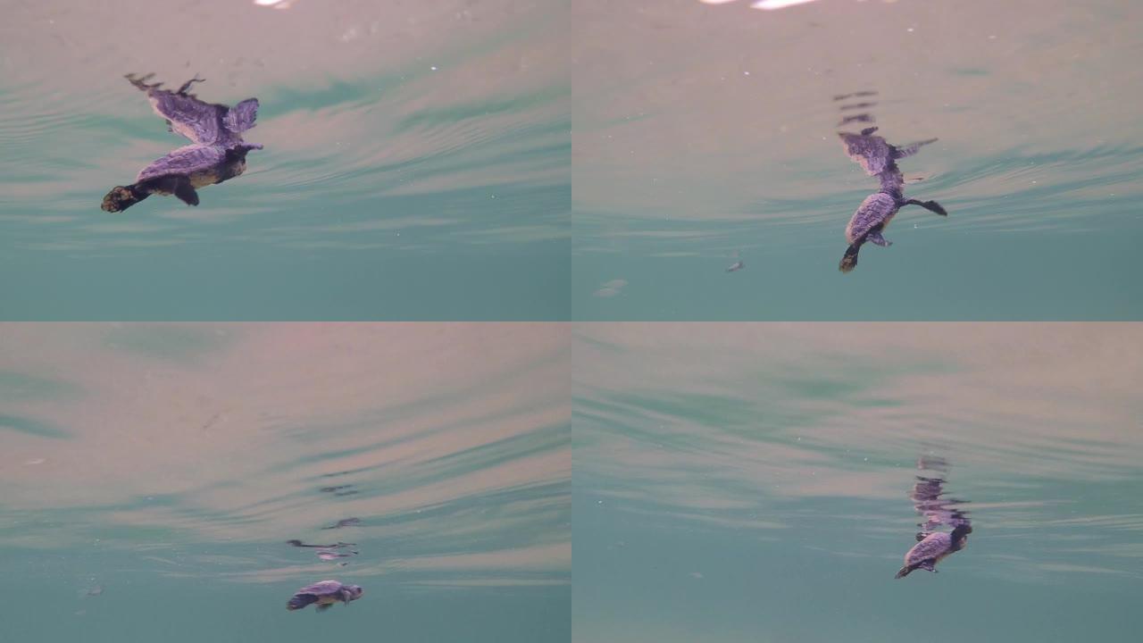小海龟在水下游泳