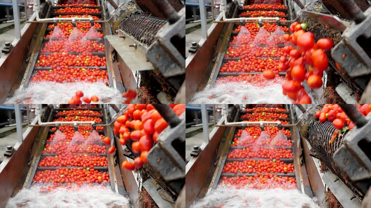 许多新鲜的西红柿从传送带翻滚到植物中的淋浴水中