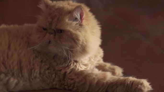 胖可爱的猫在房子的木地板上舔她的皮毛