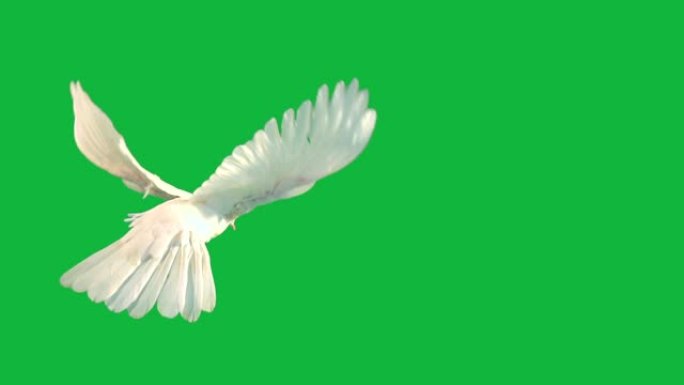 白鸽在绿色屏幕上