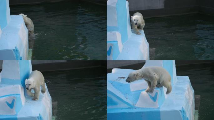 北极熊在水中玩耍