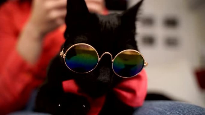 戴眼镜和领结非常有趣的猫。特写