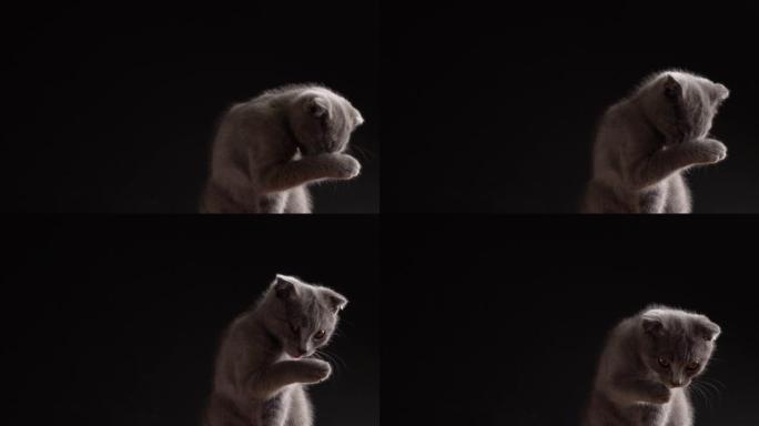 英国苏格兰折叠猫特写肖像。