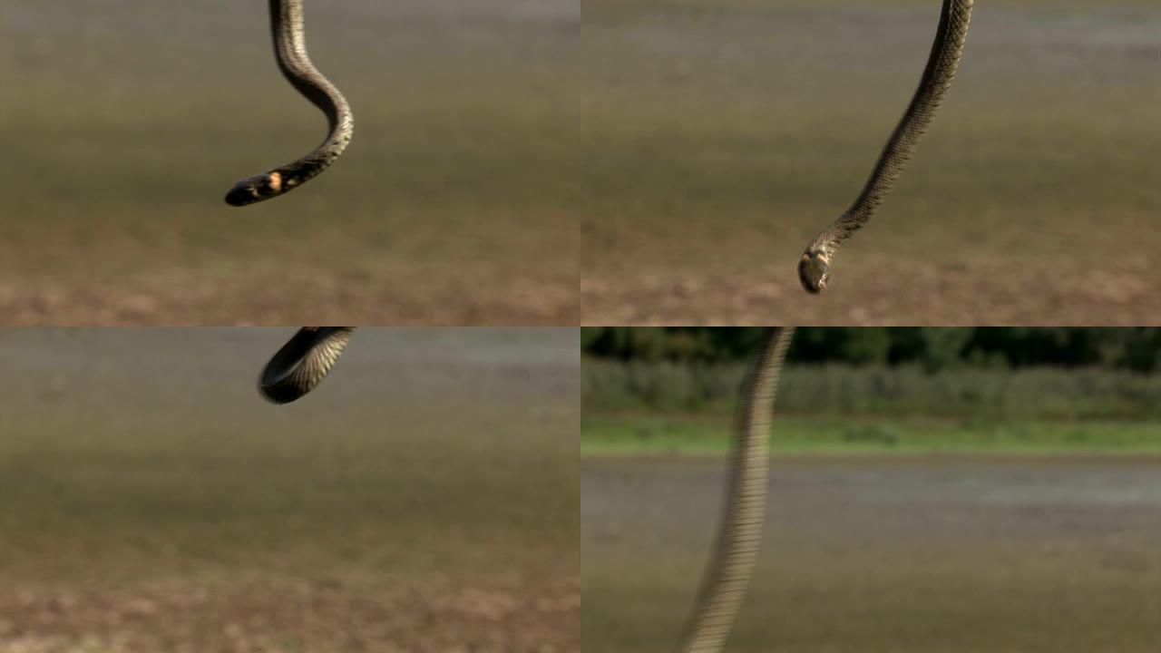草蛇，有时也称为环蛇或水蛇，是一种欧亚无毒蛇。