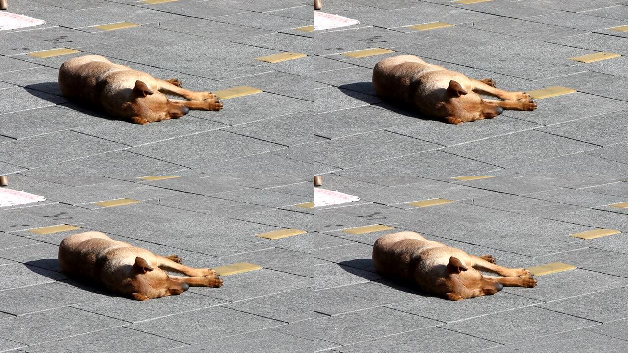 无家可归的狗躺在城市街道上