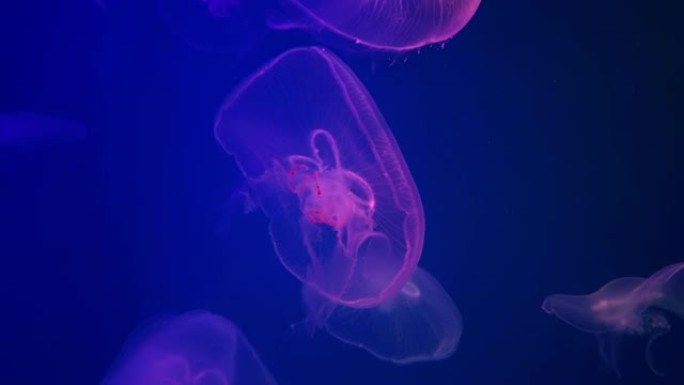 紫色大月水母。水族馆中的Aurelia aurita