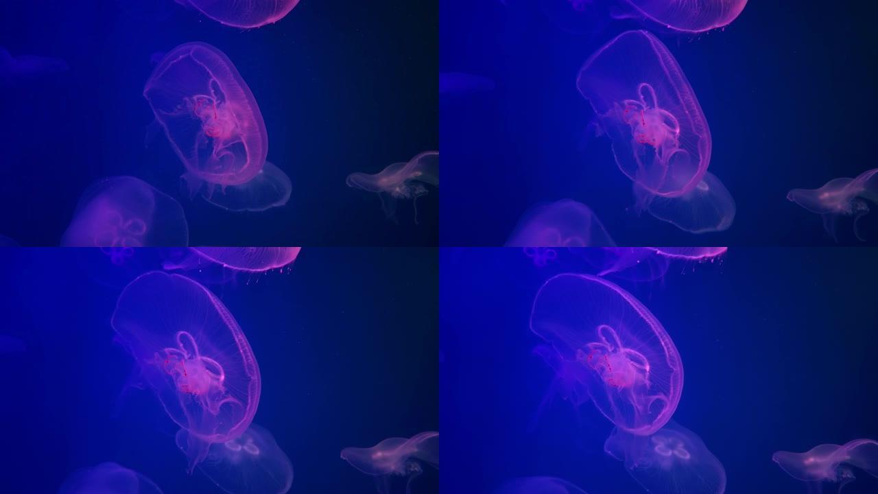 紫色大月水母。水族馆中的Aurelia aurita