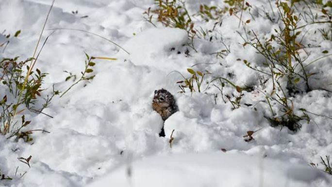 红松鼠用啃的食物挖洞堆雪