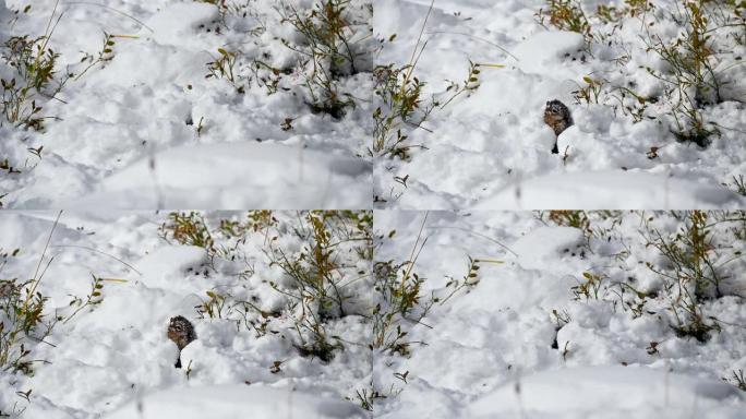 红松鼠用啃的食物挖洞堆雪