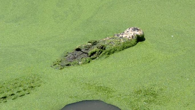 漂浮在水中寻找猎物的大型鳄鱼早上在公共沼泽中寻找食物，以录像作为证据。