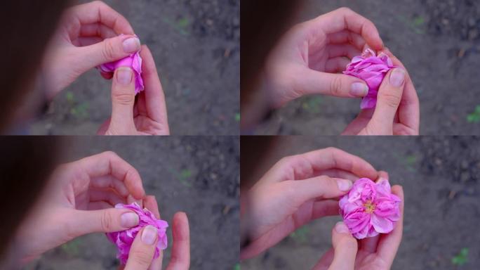 女性双手张开粉色花朵