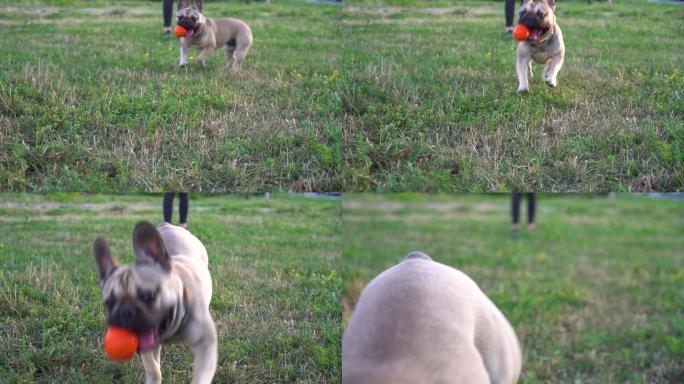 法国斗牛犬玩橙色球。慢动作