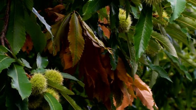 秋季森林树上栗子的特写。板栗。平移摄像机运动。