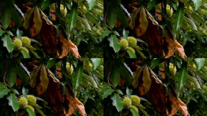 秋季森林树上栗子的特写。板栗。平移摄像机运动。