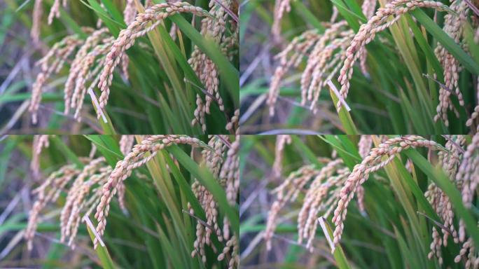 黄色水田在风中摇曳，台湾清晨黎明时分。生短粒水稻作物秸秆，有机农业农业概念。