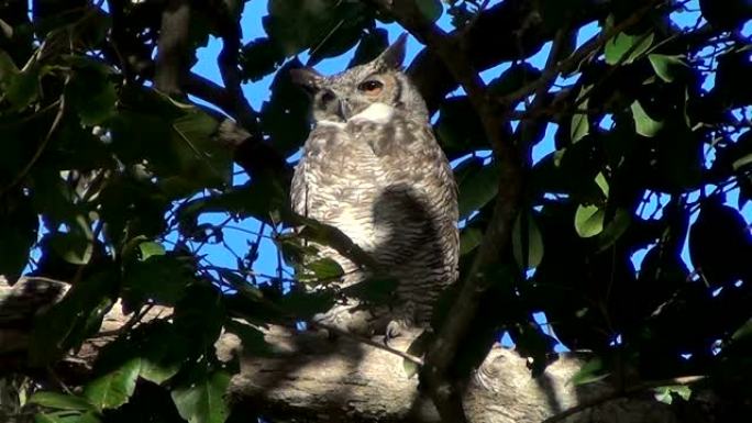 南美大角鸮 (Bubo virginianus nacurutu)