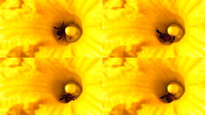 蜜蜂和南瓜花