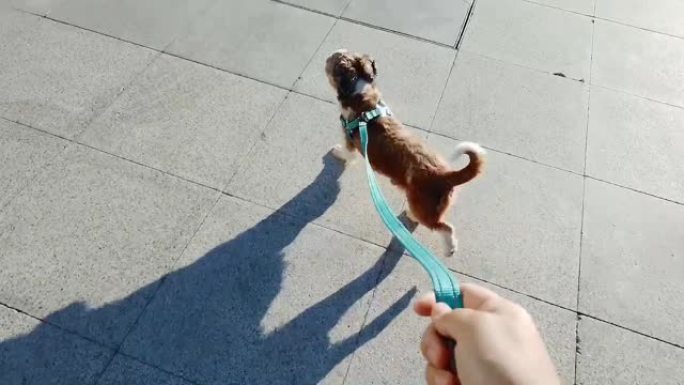 观点: 女人的手牵着一条皮带狗在城市街道上行走。