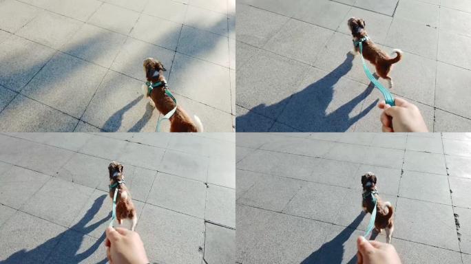 观点: 女人的手牵着一条皮带狗在城市街道上行走。