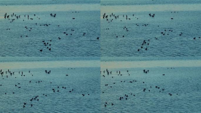 湖面栖息着水鸟