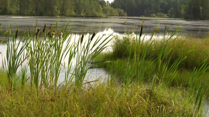 夏天闷热的中午在森林湖畔。绿色的芦苇在风中摇摆。平静的夏日风景。4k视频