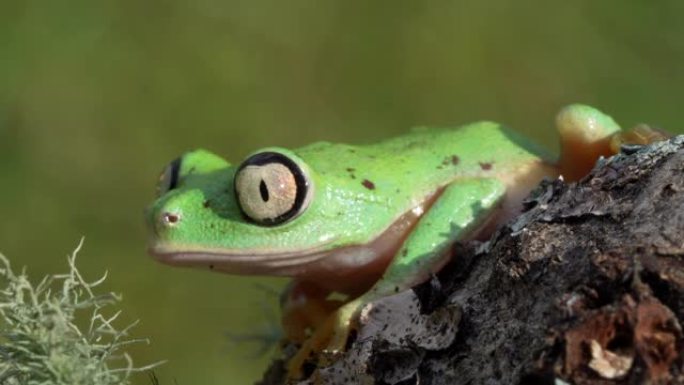 雨林中狐猴青蛙眨眼眼睛4K