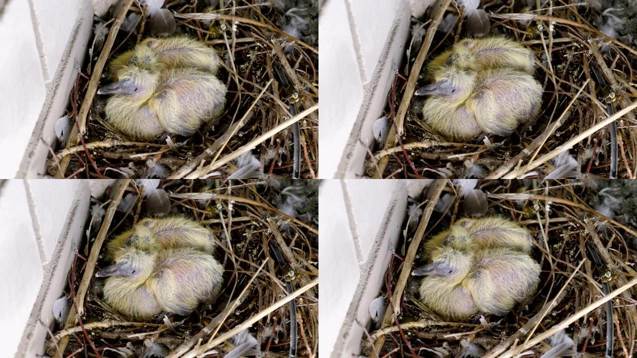 雏鸟。两个刚出生的鸽子婴儿坐在巢中的特写镜头。4K