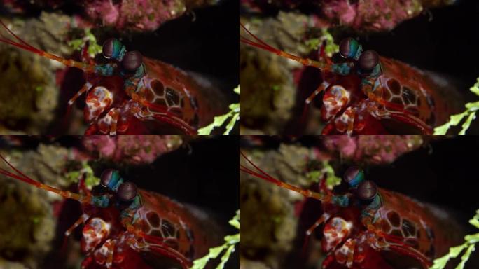 孔雀螳螂虾的特写