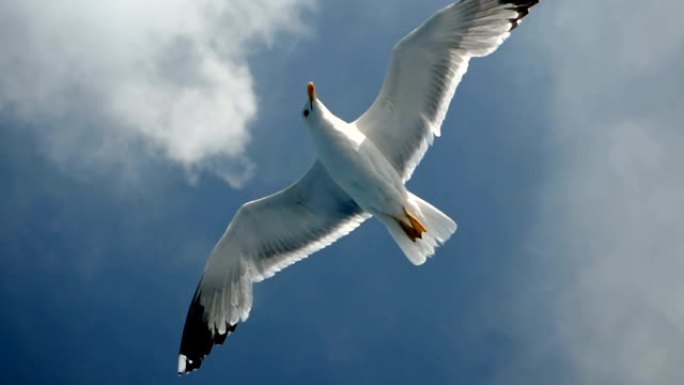 野生鸟类。海鸥在地中海上空高飞。希腊。高清