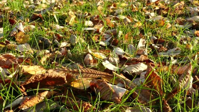 公园里五颜六色的秋叶。保加利亚布尔加斯，绿草自然背景上的落叶。