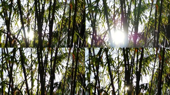 模糊的特写，明亮多汁的异国情调的热带丛林叶子纹理背景，复制空间。花园里郁郁葱葱的树叶。摘要天然深绿色