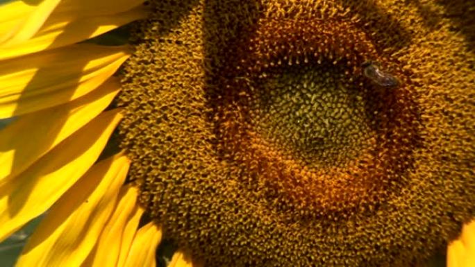 蜜蜂在向日葵上收集花粉