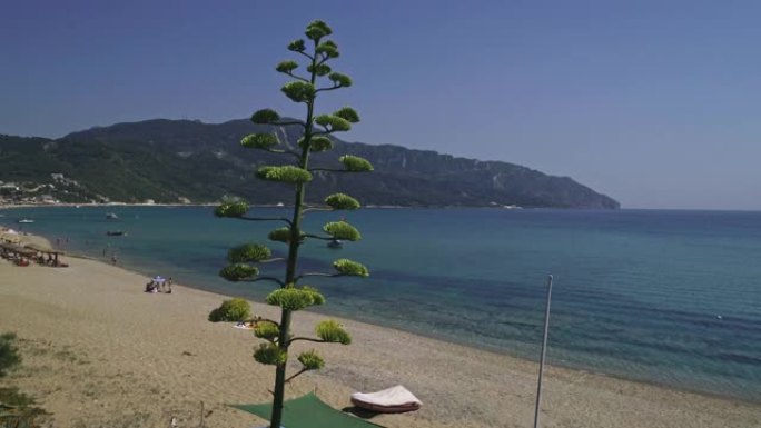 海上盛开的龙舌兰世纪植物龙舌兰美洲