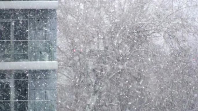 雪和风在窗户的背景下摇晃一棵树