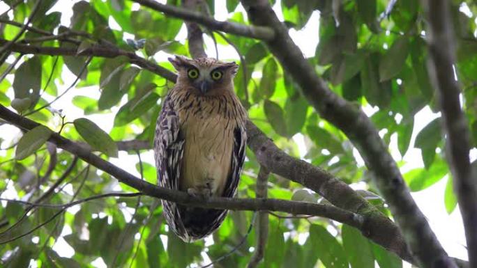 夜行性鸟类: 棕黄色鱼鸮 (Ketupa ketupu)
