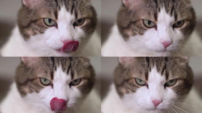 一只有趣的猫的特写镜头以慢动作舔它的嘴。