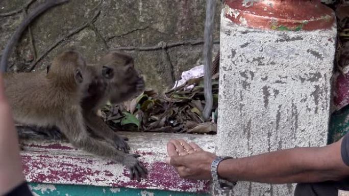 4K，亚洲猕猴在黑风洞吃印度人的食物。