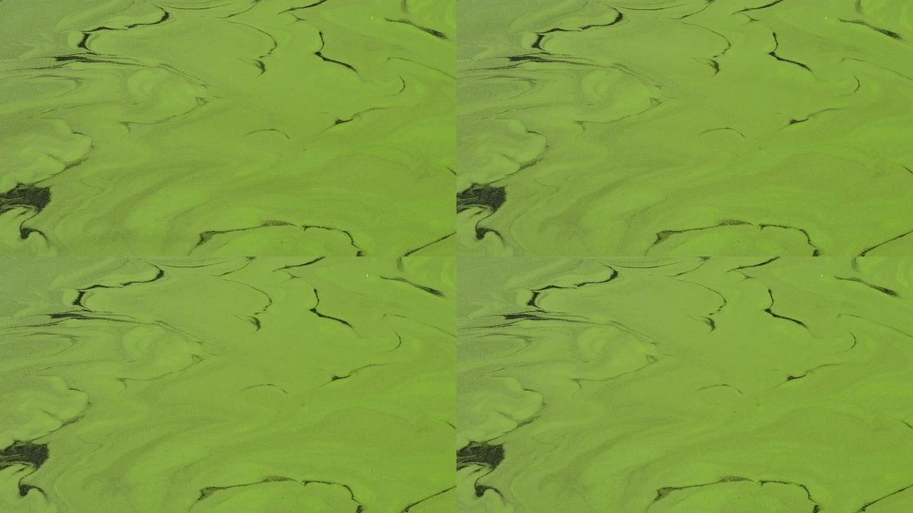 沼泽绿水