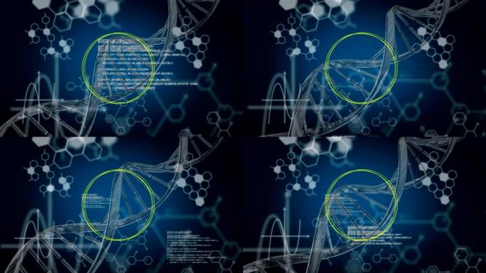 转DNA并在蓝色背景上移动白色数据