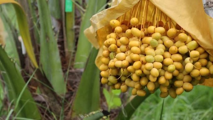 有机农场树上的新鲜椰枣树 (Phoenix dactylifera) 花束。